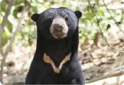 SUN BEAR