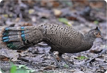 MALAYAN <br> PEACOCK-PHEASANT