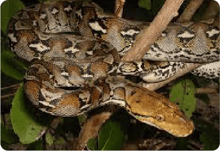 RETICULATED PYTHON