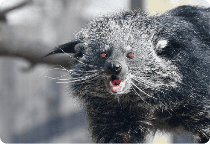 BINTURONG