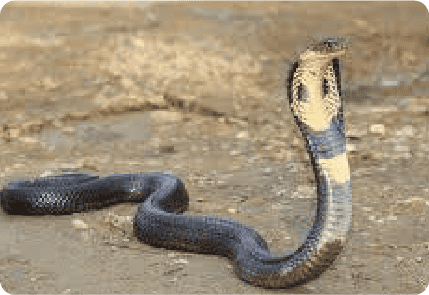 KING COBRA