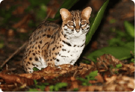 LEOPARD CAT