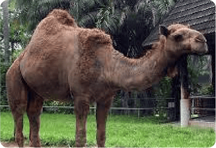 CAMEL