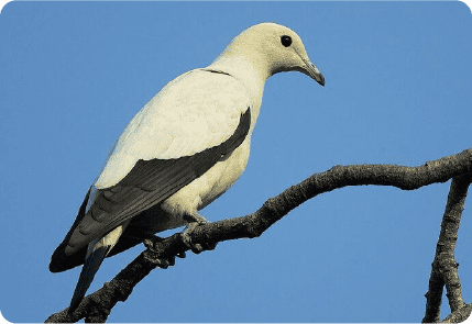 BURUNG MERPATI <br> EMPAYAR PAI