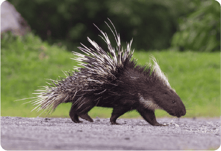 MALAYAN PORCUPINE