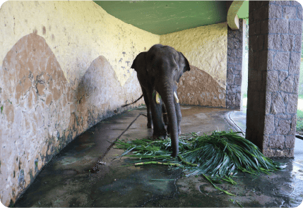 Asian Elephant