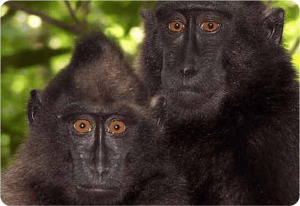 CRESTED MACAQUE