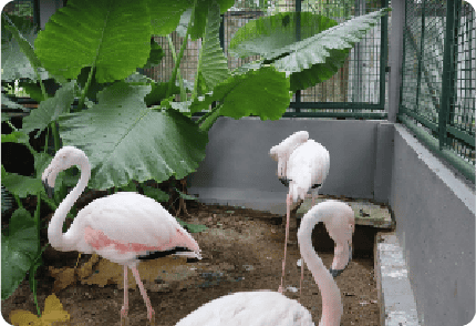 BURUNG FLAMINGO