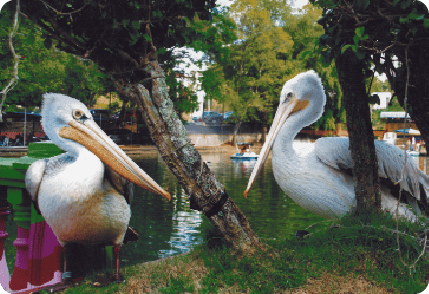 BURUNG UNDAN