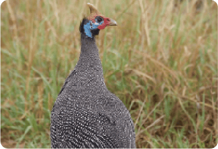 AYAM MUTIARA