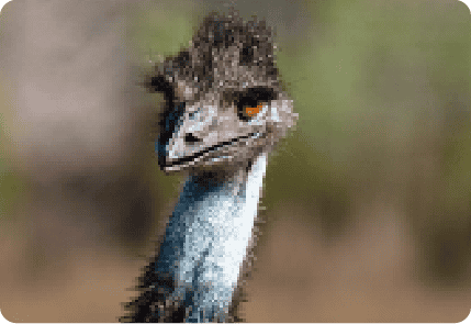 BURUNG EMU