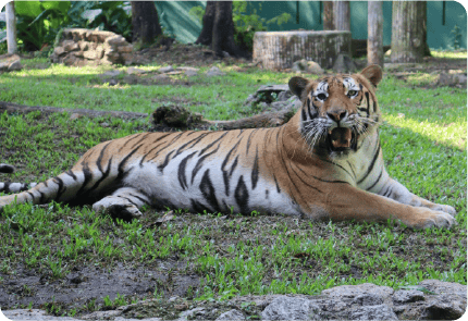 Harimau Belang