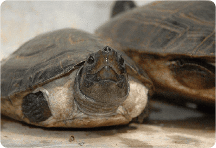 BORNEAN RIVER TURTLE