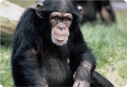 CHIMPANZEE