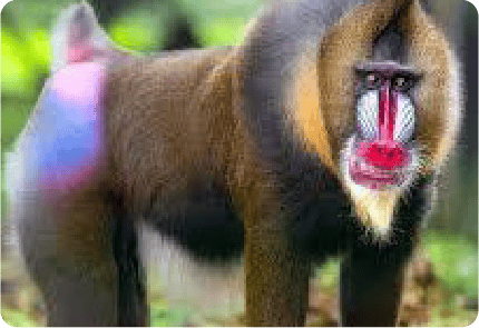 BABOON MANDRILL