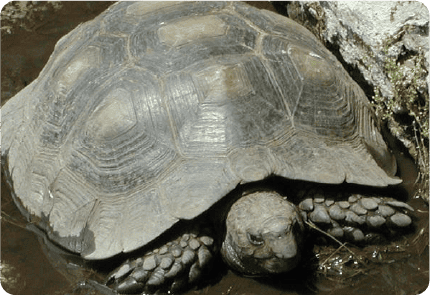 ASIAN FOREST TORTOISE