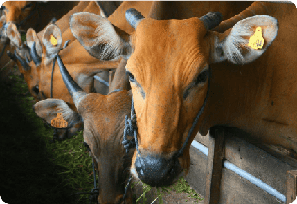 Balinese Cattle