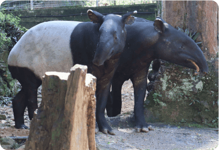 TAPIR