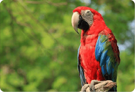 BURUNG MACAW BIRU &<br> EMAS