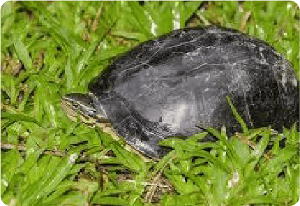 SOUTHEAST ASIAN <br> BOX TURTLE