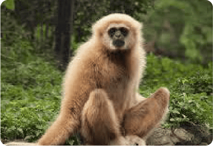 BORNEO GIBBON