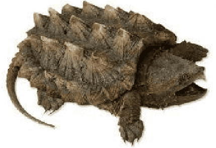 ALLIGATOR <br>SNAPPING TURTLE