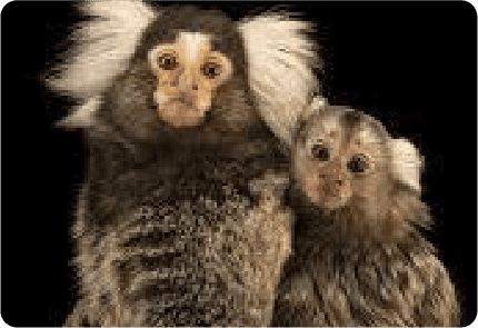 COMMON MARMOSET<br>(WHITE EAR)