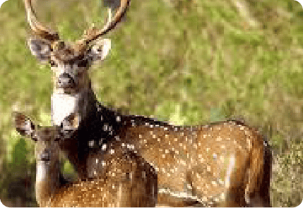 SPOTTED DEER