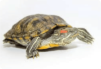 RED EARED TURTLE